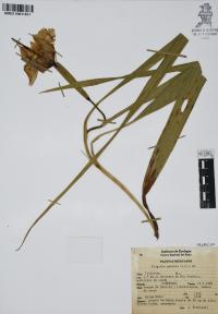 Tigridia pavonia image